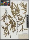 Foto von Salix acutifolia Willd.